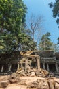 Ancient gallery of amazing Ta Prohm temple overgrown with trees. Mysterious ruins of Ta Prohm nestled among rainforest Royalty Free Stock Photo