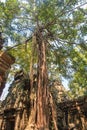 Ancient gallery of amazing Ta Prohm temple overgrown with trees. Mysterious ruins of Ta Prohm nestled among rainforest Royalty Free Stock Photo