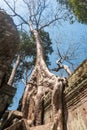 Ancient gallery of amazing Ta Prohm temple overgrown with trees. Mysterious ruins of Ta Prohm nestled among rainforest Royalty Free Stock Photo