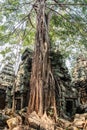 Ancient gallery of amazing Ta Prohm temple overgrown with trees. Mysterious ruins of Ta Prohm nestled among rainforest Royalty Free Stock Photo