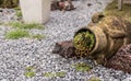 Ancient garden with moss in a vase