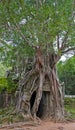 Ancient gate of Angkor Wat temple overtaken by strangler fig tree