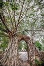 ancient gate under Bodhi Tree Royalty Free Stock Photo