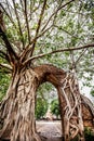 ancient gate under Bodhi Tree Royalty Free Stock Photo