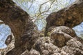 Ancient giant sycamore