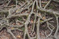 Ancient and giant tree in park Bali, Indonesia Royalty Free Stock Photo