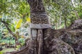 Ancient and giant tree in park Bali, Indonesia Royalty Free Stock Photo