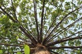 Ancient gigantic tree in the garden provides shelter to atleast 20 people