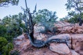 An ancient gnarled juniper near Navajo Monument park utah