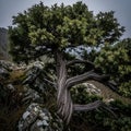 Ancient gnarled juniper tree trunk clings resiliently to rugged, mossy mountain rocks Royalty Free Stock Photo
