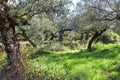 Ancient gnarled olive trees with rock walls and oranges in the background near Kalamata Greece
