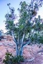 An ancient gnarled tree near Navajo Monument park utah