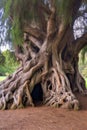 an ancient, gnarled tree trunk with twisted roots