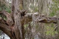 Ancient Gnarled Witches Tree With Spanish Moss