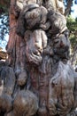 Ancient, gnawed tree trunk in the imperial garden in Forbidden City, Beijing Royalty Free Stock Photo