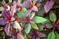 Ancient Grain Red Garnet Amaranth Plant Close up Background