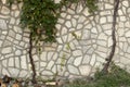 Ancient gray stone wall with a curly plant in Montenegro. Budva. Texture Royalty Free Stock Photo
