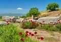 Ancient greek ruins with poppy flowers