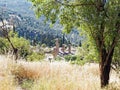 Ancient Greek Temple of Apollo, Sanctuary of Apollo, Delphi, Greece Royalty Free Stock Photo