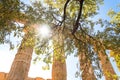 Ancient Greek temple pillars on a sunny day