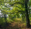 Woodland path in autumn with fallen leaves and colourful trees, Hundred Acre Woods, Hampshire, UK Royalty Free Stock Photo