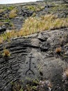 Ancient Hawaiian Petroglyphs at Volcanoes National Park Royalty Free Stock Photo