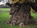 Ancient horse chestnut tree trunk, Ripley, North Yorkshire, UK