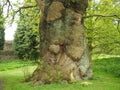 Ancient horse chestnut tree trunk in spring