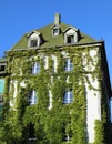 ancient house completely covered with green ivy with almost invisible windows Royalty Free Stock Photo