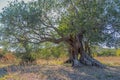 Ancient huge strong olive tree