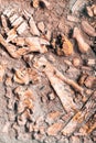 Ancient human bone in ground, dig burial