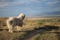 ANCIENT HUNGARIAN SHEEPDOG - KOMONDOR Royalty Free Stock Photo