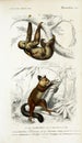 Illustrations of animal.