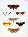 Illustrations of Insect.