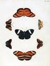 Illustrations of Insect.