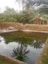 A ancient irrigation water reservoir in the oasis of Figuig