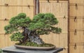 Ancient Japanese bonsai tree Royalty Free Stock Photo