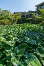 Ancient Japanese Buildings with Lotus Leaves in foreground in Japanese Garden in Shitennoji Temple in Osaka, Japan Royalty Free Stock Photo