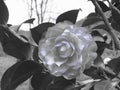 Ancient japanese cultivar of Camellia japonica flower . Artistic representation