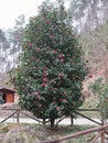 Ancient japanese cultivar of Camellia japonica flower . Evergreen shrub