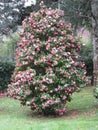 Ancient japanese cultivar of Camellia japonica flower . Evergreen shrub