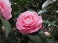 Ancient japanese cultivar of pink Camellia japonica flower known as Otome Tsubaki Royalty Free Stock Photo