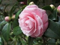 Ancient japanese cultivar of pink Camellia japonica flower known as Otome Tsubaki Royalty Free Stock Photo