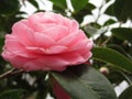 Ancient japanese cultivar of pink Camellia japonica flower known as Otome Tsubaki Royalty Free Stock Photo