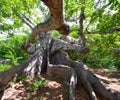 Ancient kapok tree Royalty Free Stock Photo