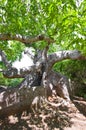 Ancient kapok tree