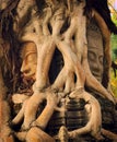 Ancient Khmer stone face sculpture hidden under overgrown roots at a temple in Siem Reap, Cambodia. Royalty Free Stock Photo