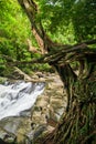 Large banyan trees and gentle waterfall