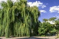 Ancient large willow tree on background of the sunny sky