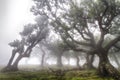 Ancient laurel forest in the fog